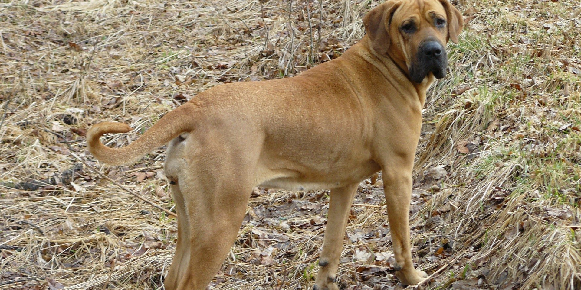 Fila Brasileiro - Raças de Cães - Animais - InfoEscola