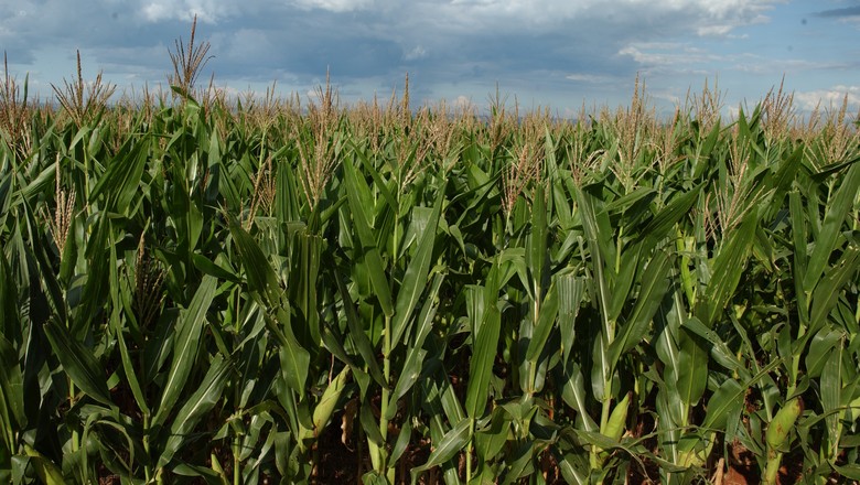 Baixa umidade do solo prejudica milho safrinha no Sudeste