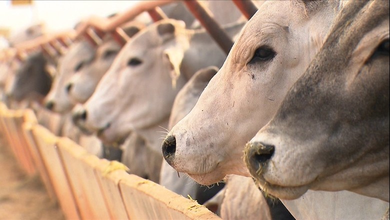 Alta do preço do milho faz pecuarista reduzir suplementação do gado no PR