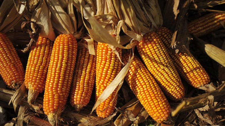 Preço do milho em SC sobe 4,84% em maio ante abril
