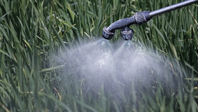 Agricultores do Missouri detectam erva daninha que resiste a herbicidas