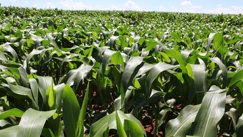 África do Sul: governo eleva previsão de safra de milho em 2018 em 2,3%