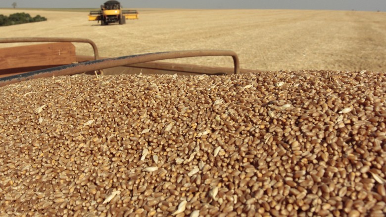 Pesquisa quer lançar novo trigo resistente a herbicida em dois anos