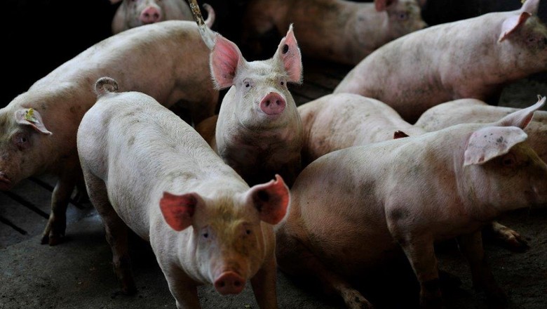CNA cobra empenho do governo na abertura do México para carne suína