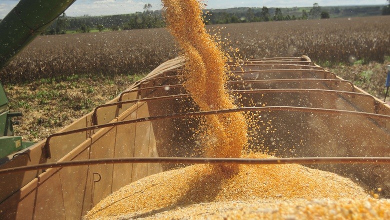 AgRural: colheita do milho chega a 25% no Centro-Sul