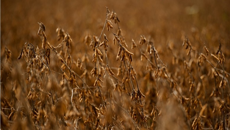 Câmbio é principal variável do mercado de grãos, diz consultor