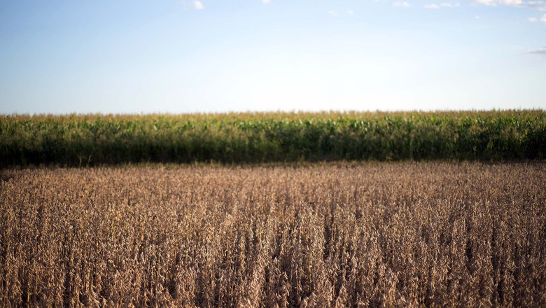 Abiove eleva sua estimativa para safra brasileira de soja e exportação
