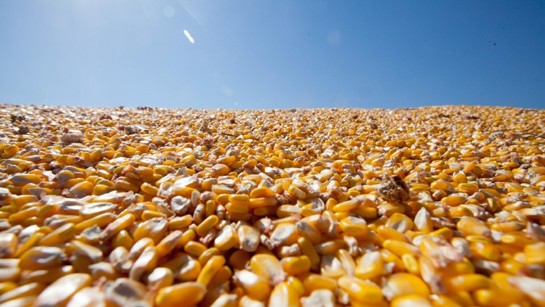 Em plena colheita, vendedores seguram oferta de milho em Mato Grosso