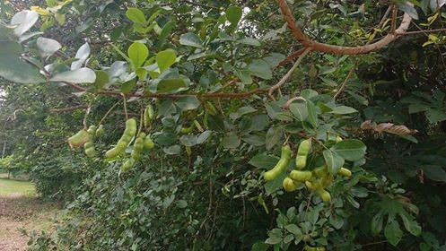 Conheça o ingá, fruto comestível com formato semelhante ao da vagem