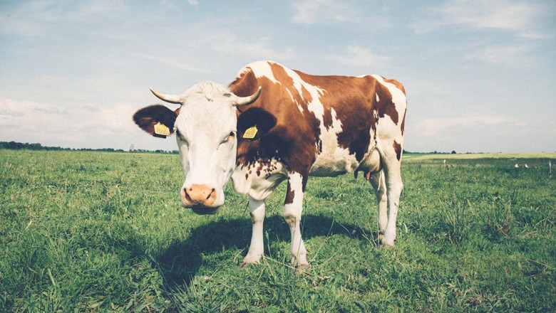 Esalq abre inscrições para curso sobre produção de bovinos leiteiros