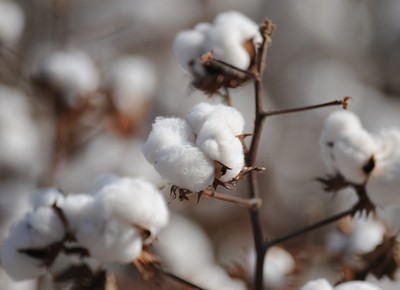 Exportações de algodão caem mais de 50% em volume e receita
