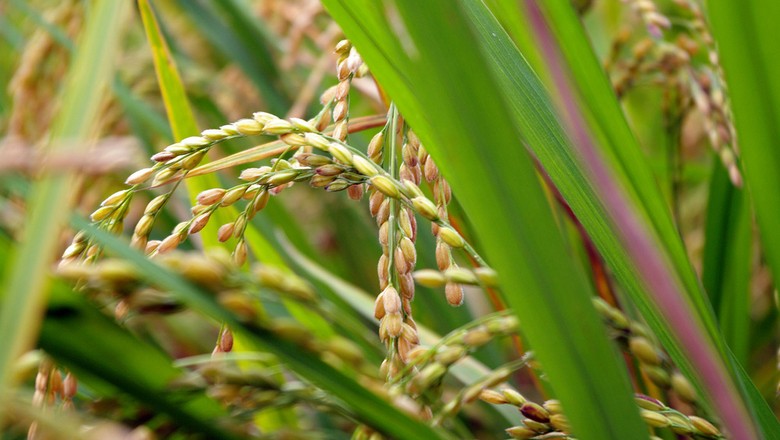 Demanda aquecida eleva preços do arroz em julho, diz Cepea