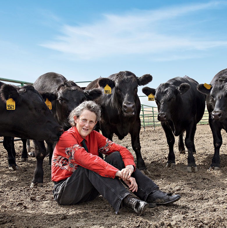 Temple Grandin, a americana que desenvolveu o manejo racional do gado