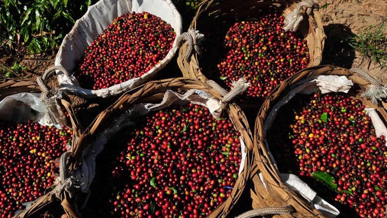 Colheita da safra 2018 de café atinge 65% na área da Cooxupé