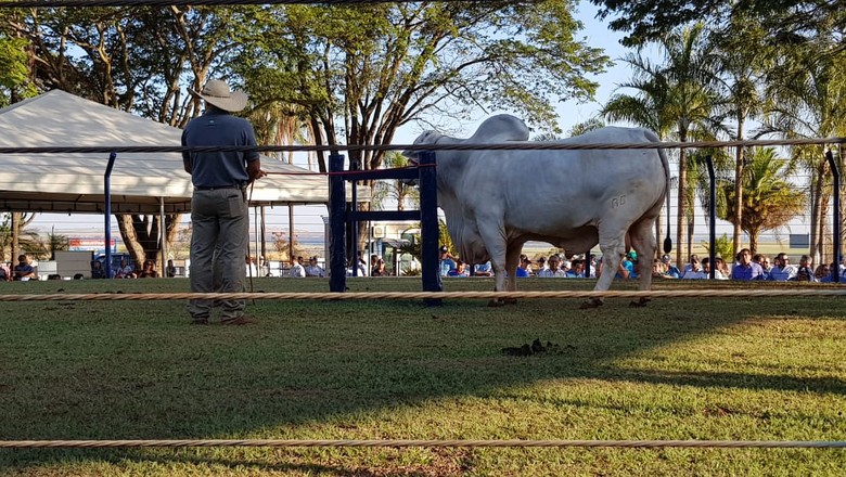 Giro pela pecuária: desfile de touros, nelore Sant´Anna e megaleilão