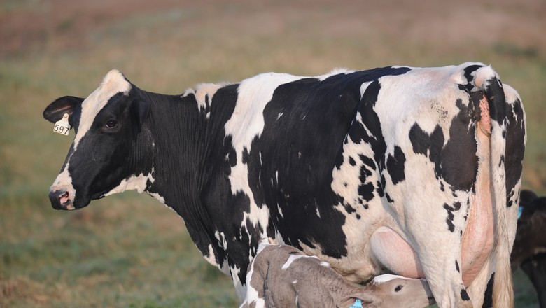É normal uma vaca adotar filhotes de animais de outras espécies?