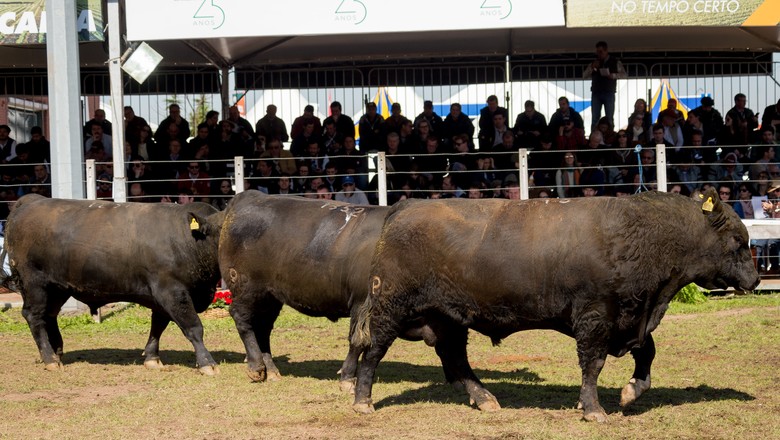 Expointer, principal feira brasileira, agita o Rio Grande