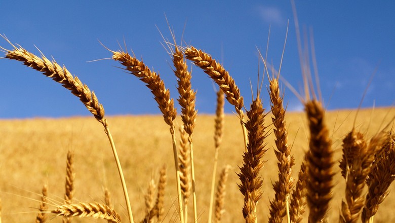 Tempo firme no Rio Grande do Sul beneficia o desenvolvimento do trigo