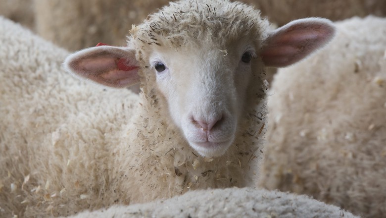 Saiba como combater a papilomatose em ovinos