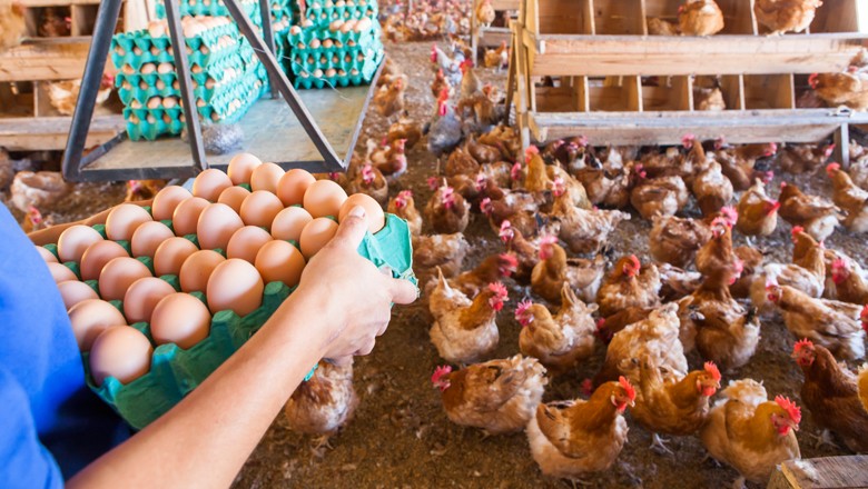 Carrefour vai vender ovos de galinhas livres de gaiolas a partir de 2028