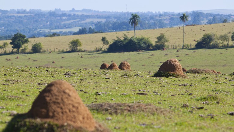Santander anuncia linha de crédito para a produção em áreas degradadas do Cerrado