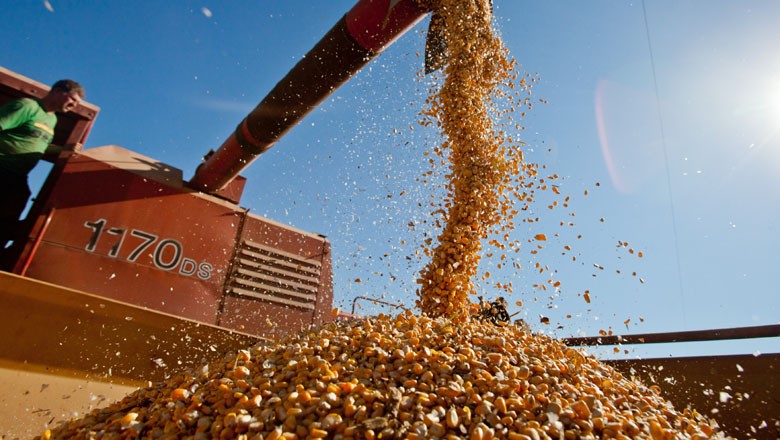 Incerteza logística e quebra de safra dificultam escoamento do milho