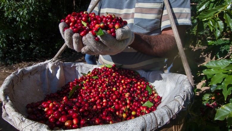 Concurso de qualidade de café Ernesto Illy registra recorde de inscrições