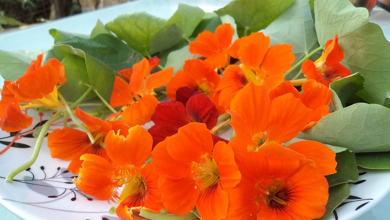 Quatro flores comestíveis para plantar em casa