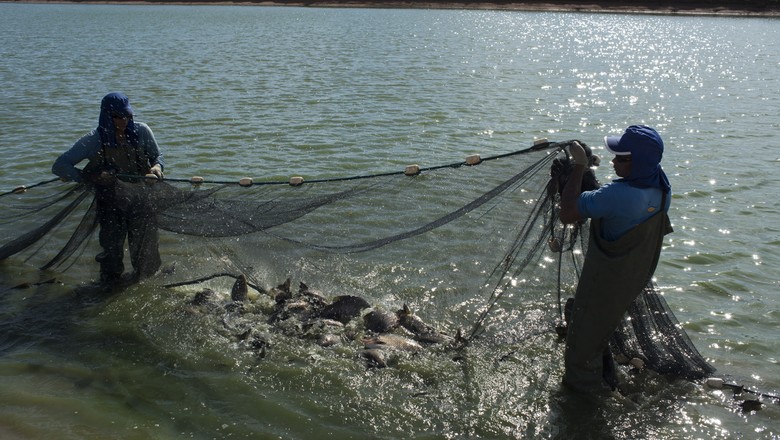 Governo cederá uso de águas sob domínio da União para projetos em aquicultura