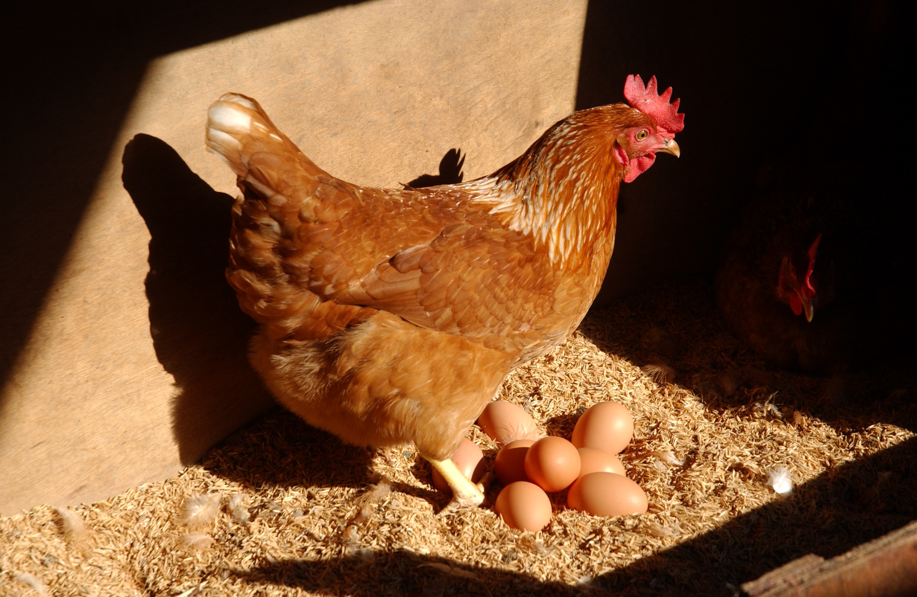 Caroços na galinha podem ser fungos: saiba como evitar