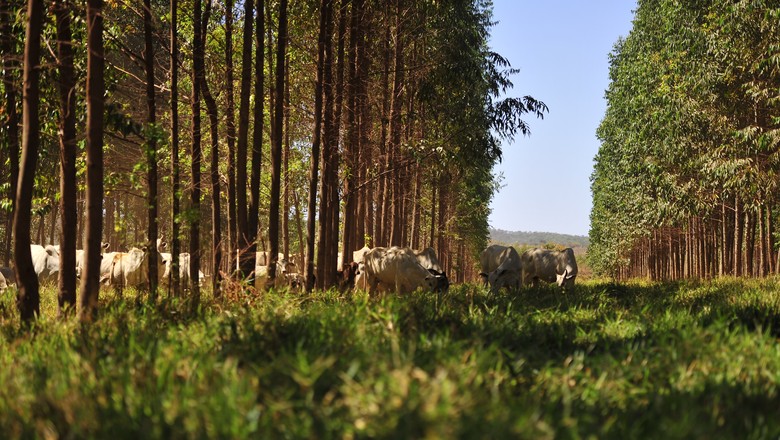 Coalizão Brasil apresenta propostas para agricultura, clima e florestas