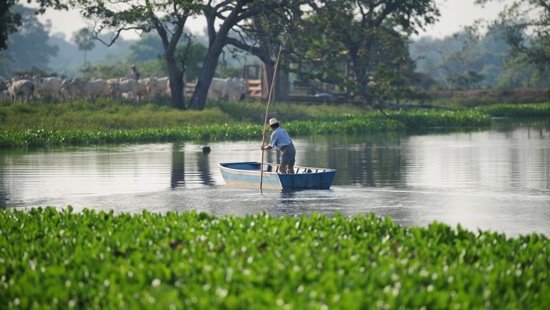 “A testemunha”, crônica de Antonio Carlos Félix Nunes