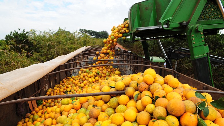 Safra 18/19 de laranja será de 273,34 milhões de caixas