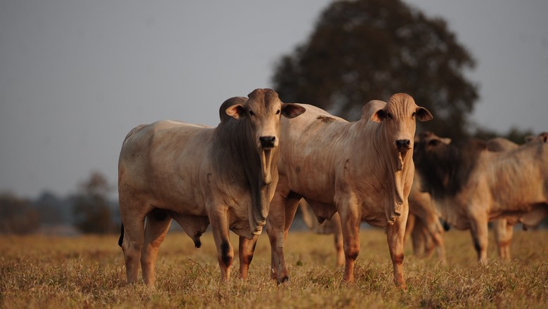 Saiba o que afeta a lucratividade do manejo de gado de corte