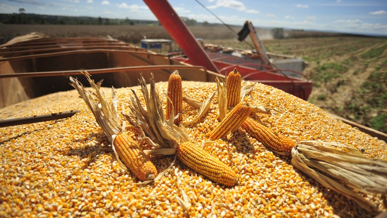 Qualidade das lavouras de milho nos EUA tem leve piora na semana