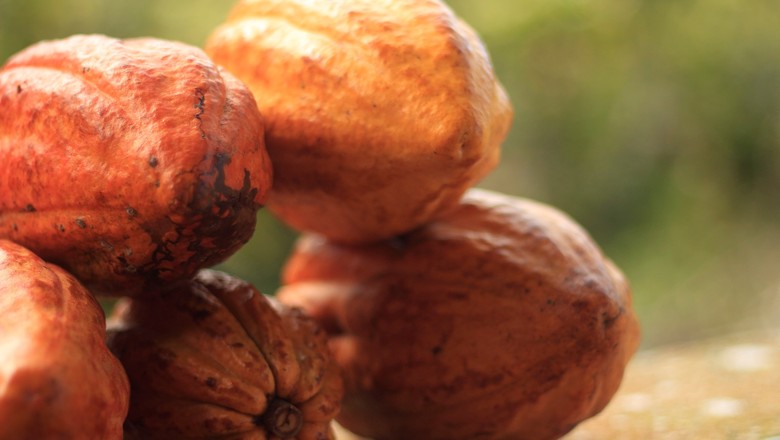 Produção mundial de cacau deve se desacelerar com preços