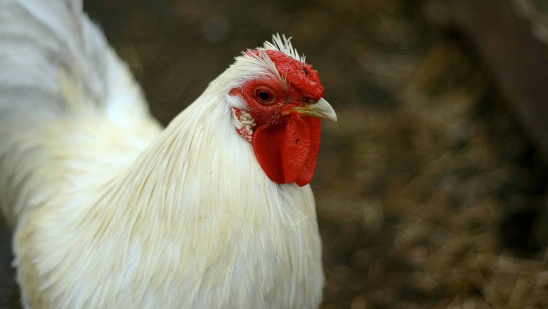China deve produzir mais frango e importar menos em 2019