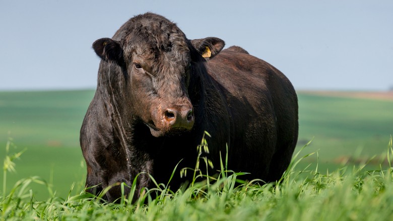 Angus confirma liderança na venda de sêmen