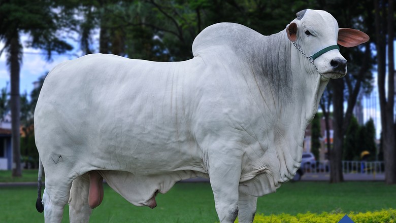 Gado nelore é a estrela única da Expoinel de Uberaba