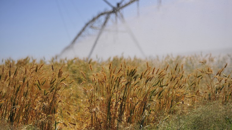 Importações de trigo ficarão perto de 7 milhões de toneladas
