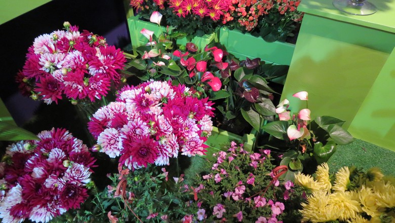 Mesmo com a crise, produção de flores deve crescer 7% neste ano