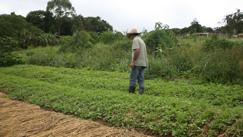 Agricultura contrata 40 mil empregados em um ano