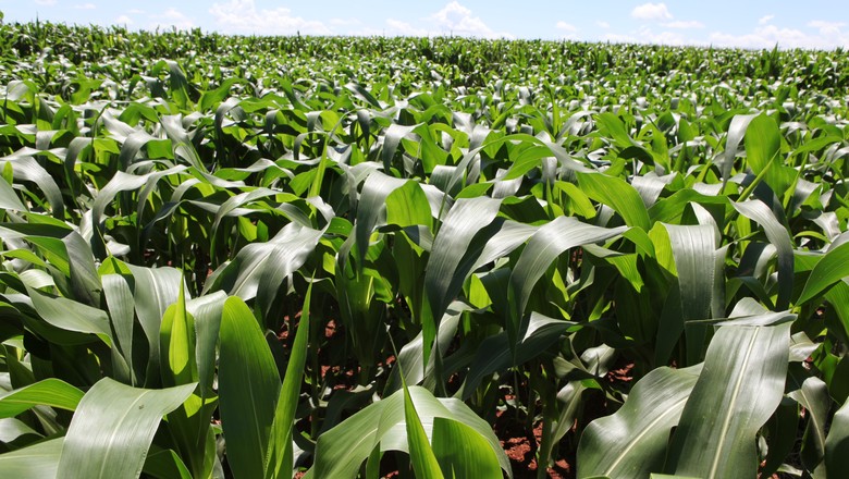 Agricultores dos EUA buscam se proteger de tarifas com vendas antecipadas