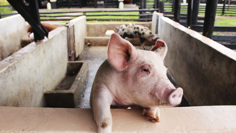 Maggi diz que Brasil vai reforçar barreiras contra peste suína