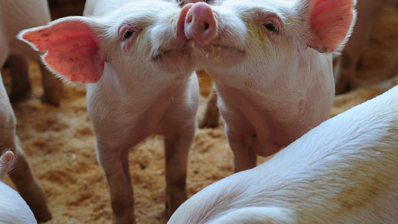 Tarifa chinesa sobre carne suína dos EUA pode elevar vendas da UE