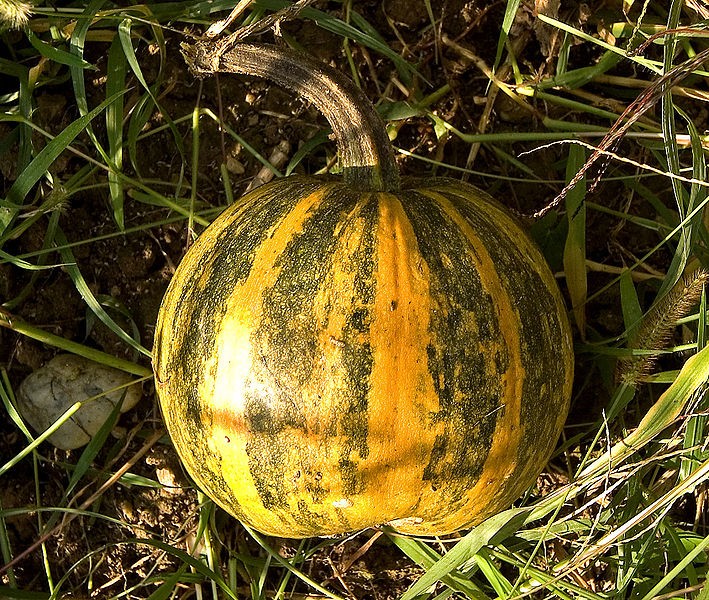 Abobrinha da espécie Cucurbita pode fazer polinização cruzada; entenda