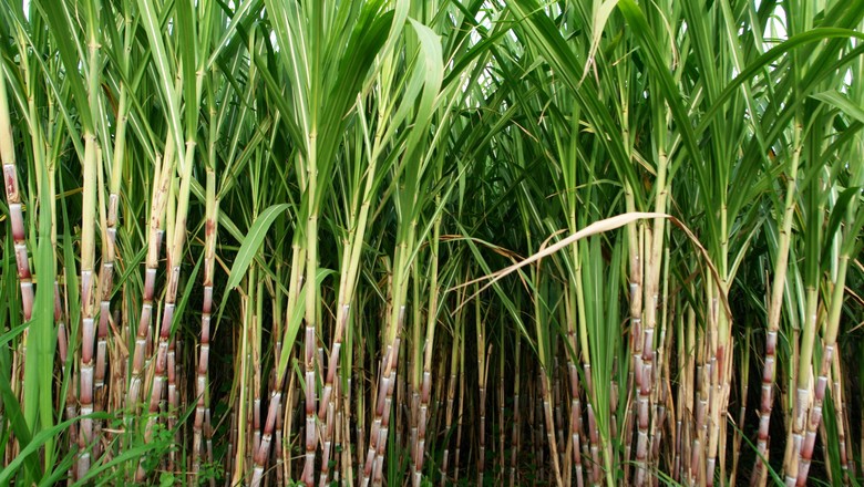 Tailândia deve produzir menos cana na safra 2018/2019
