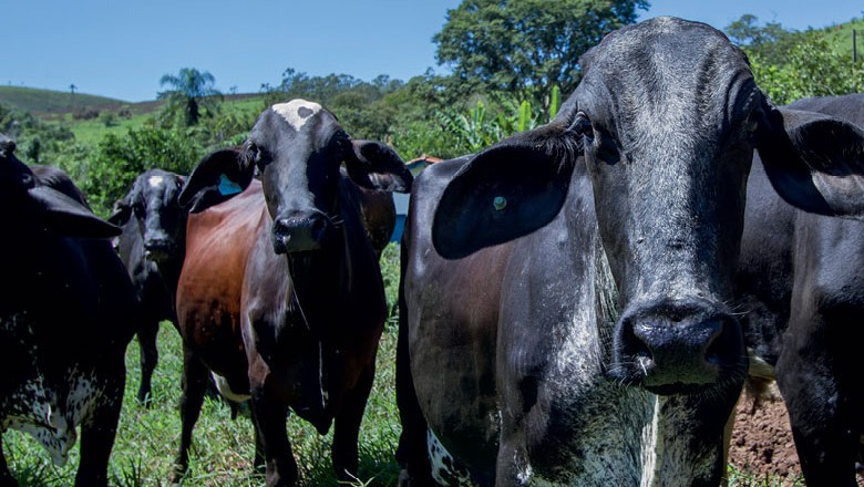 Empresas de genética e inseminação artificial se unem para criar a Uru
