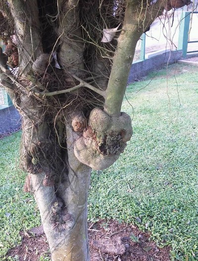 Aprenda a eliminar galhas do ficus