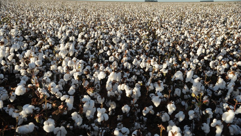 Algodão comestível é aprovado por órgão de agricultura dos EUA